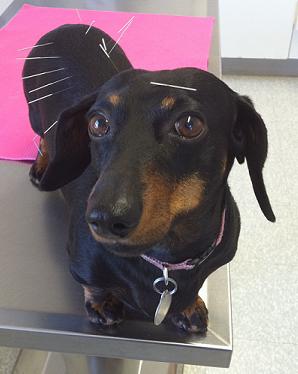 dog getting accupucture