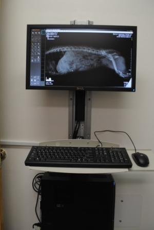 Radiology