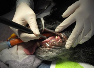 Dentistry