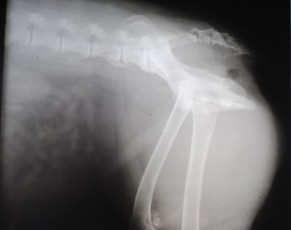 x-ray
