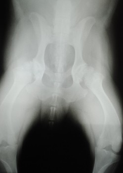 x-ray