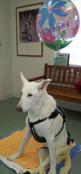 white dog