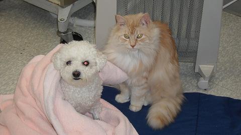 Hospital Cat "Omi" helping "Amy" Hill wake up from surgery.
