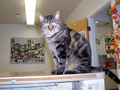"Darien" was a great Hospital Cat. RIP