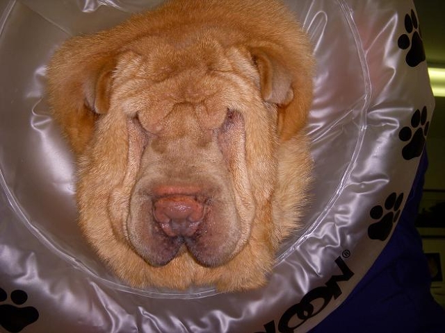 "Gracie" Levy in a Boo-Balloon.