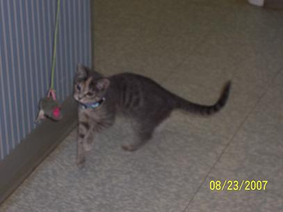 "June Bug" Menapace as a kitten.