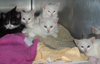 Kittens!