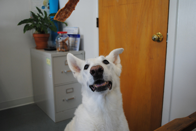 "Missy" Pergament loved her chicken treats!