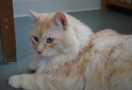 "Omi Homie" lives at Berwyn Vet