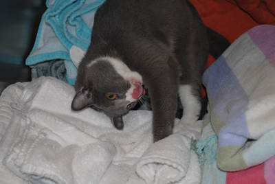 "Rory" Pasto loving the towel cage!