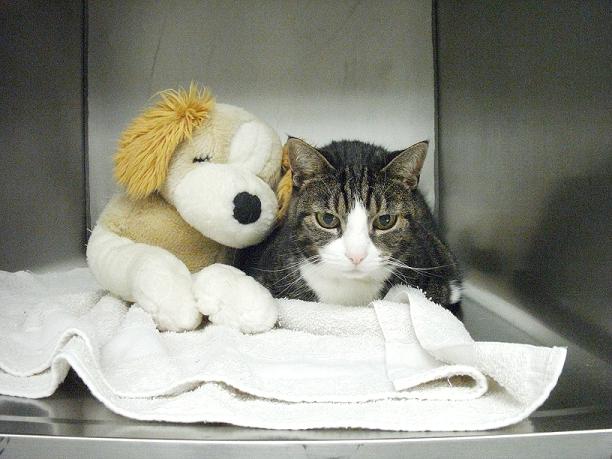 "Rosie" Holt being comforted by our stuffed animal dog!